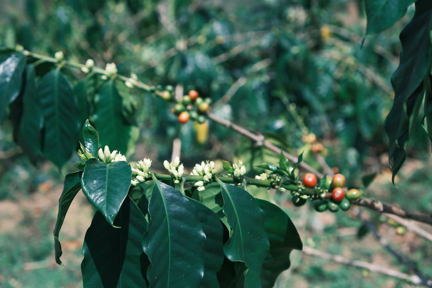 Blue Iris Yunnan China