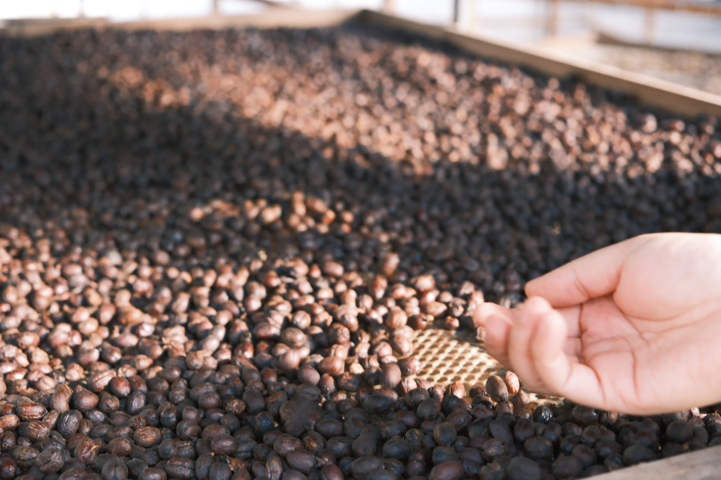 Peach Oolong - (Yunnan, China) Anaerobic yeast controlled fermentation