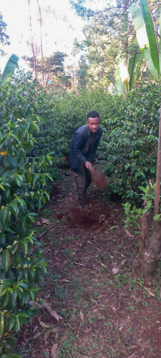 Bekele Gemeda - (Ethiopia Washed)