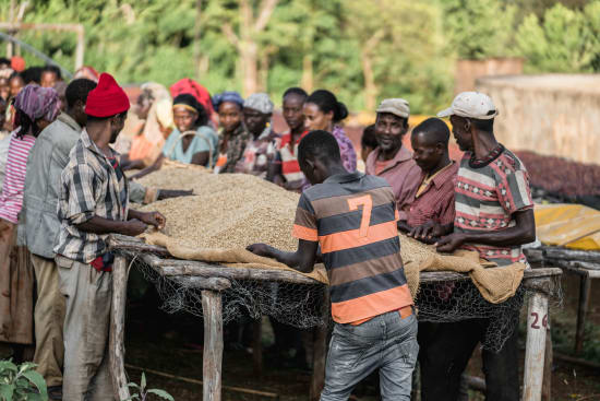 Chelchele - (Ethiopia Washed)