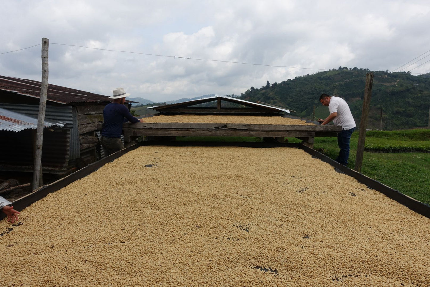 Wilson Alba - (Colombia - Washed Pink Bourbon)