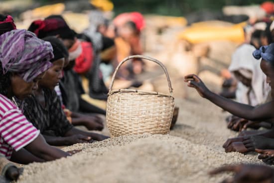 Chelchele - (Ethiopia Washed)