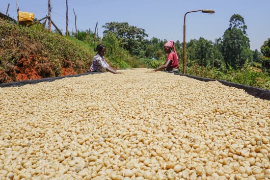Gachatha - (Kenya - Washed)