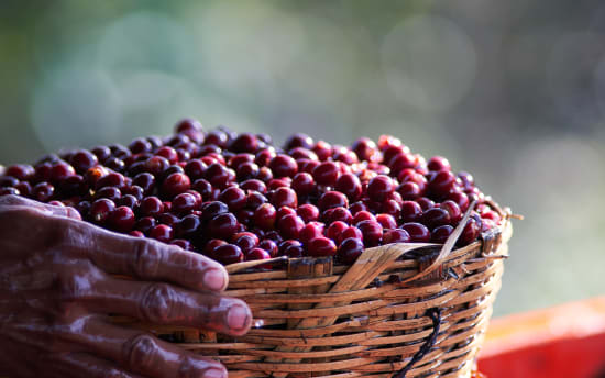 Agua Sarca - Nicaragua Washed