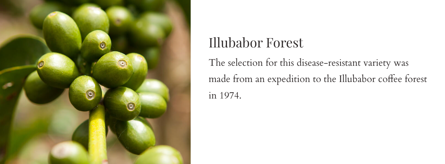 specialty coffee