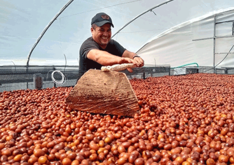 specialty coffee farm